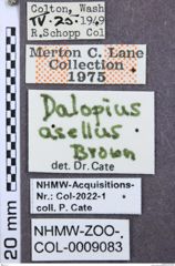 Etikett zu Agriotes ferrugineipennis (LeConte, 1861)